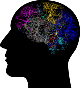 cranium-3244118_1280